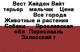 Вест Хайден Вайт терьер - мальчик › Цена ­ 35 000 - Все города Животные и растения » Собаки   . Ярославская обл.,Переславль-Залесский г.